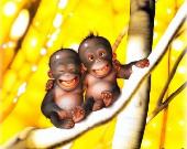 Kezd�knek olcs�n angol!