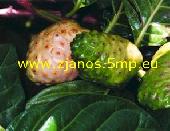 NONI ital a vil�g els� �s legnagyobb gy�rt�j�t�l