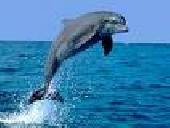Dolphin Sz�ml�z� Program